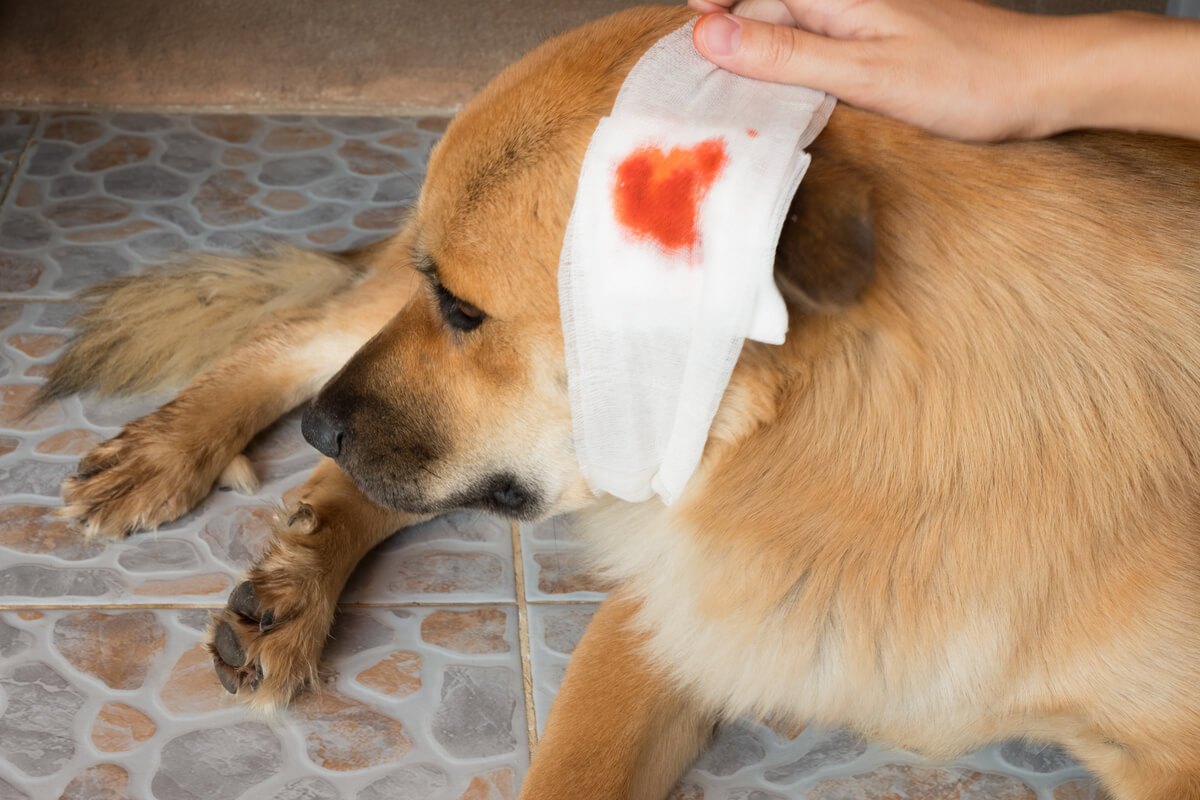 Cómo curar a mi perro de una herida 