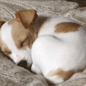 cómo-hacer-que-un-perro-duerma-en-su-cama
