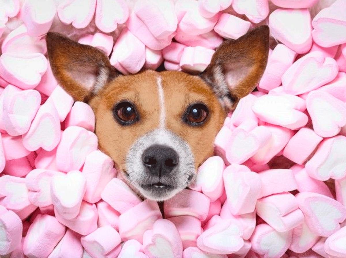 Los perros no pueden comer dulces