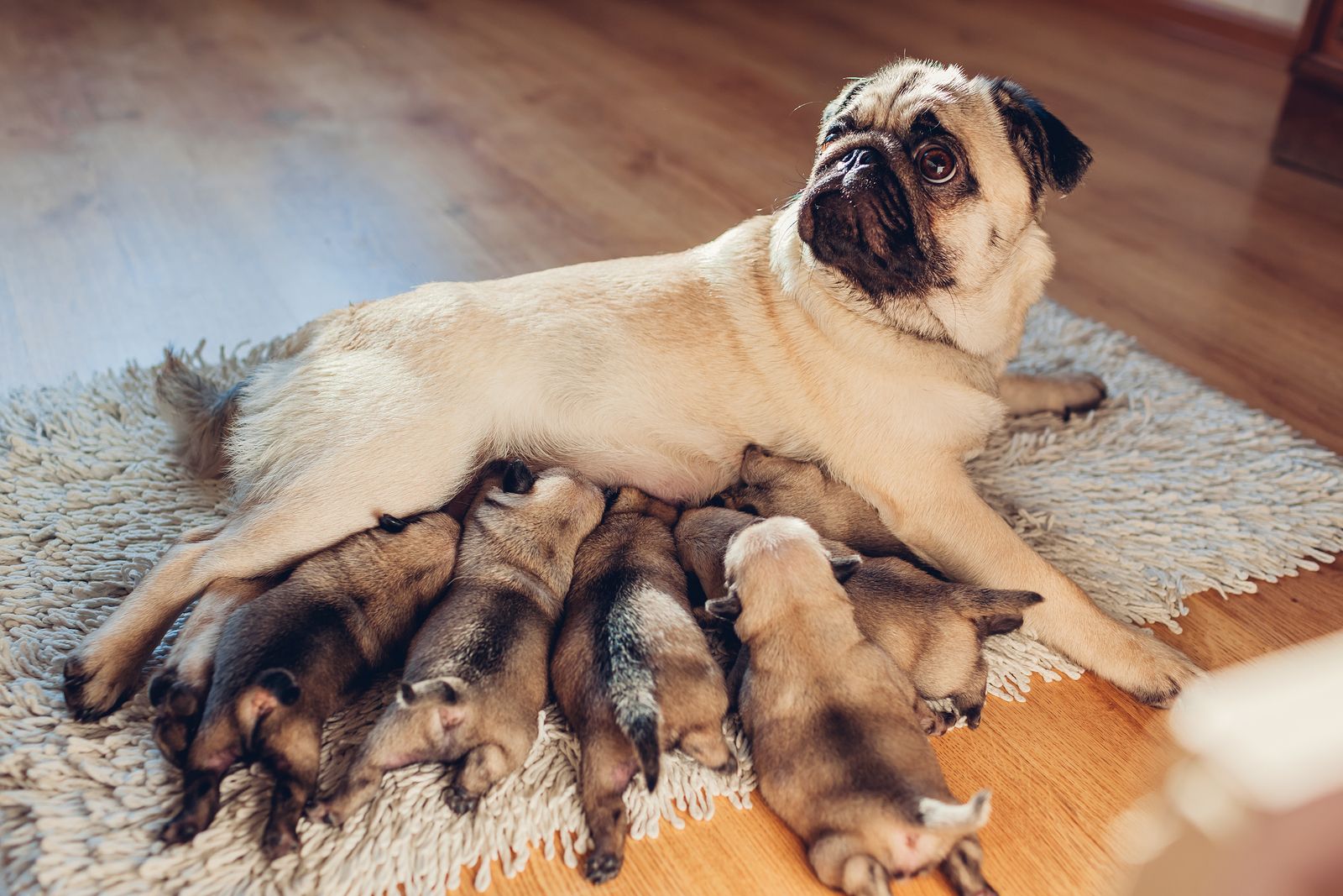 cómo nacen los perros