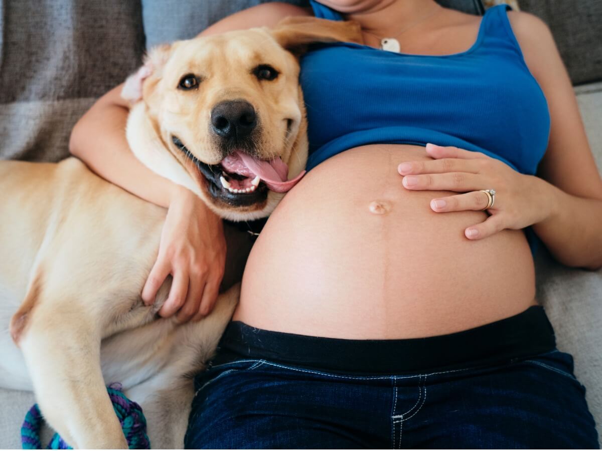 Los perros hacen daño en el embarazo