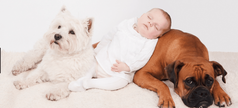 los perros y los bebes
