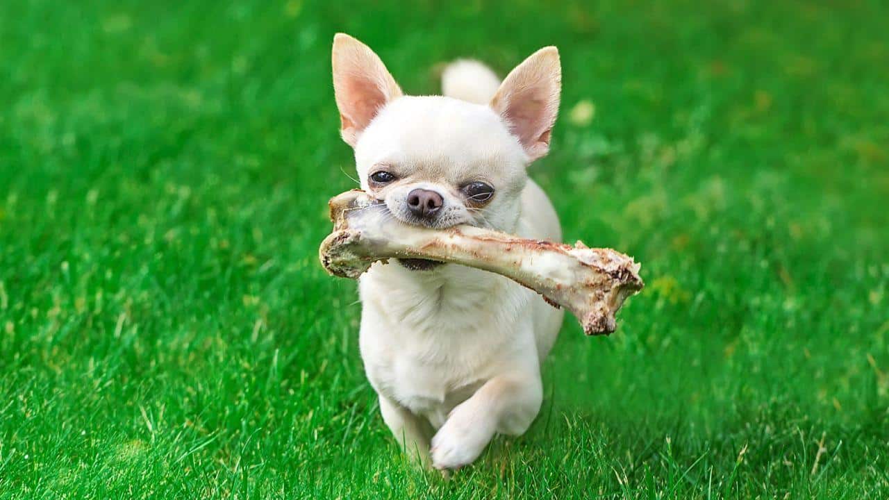 Beneficios de los huesos para los perros