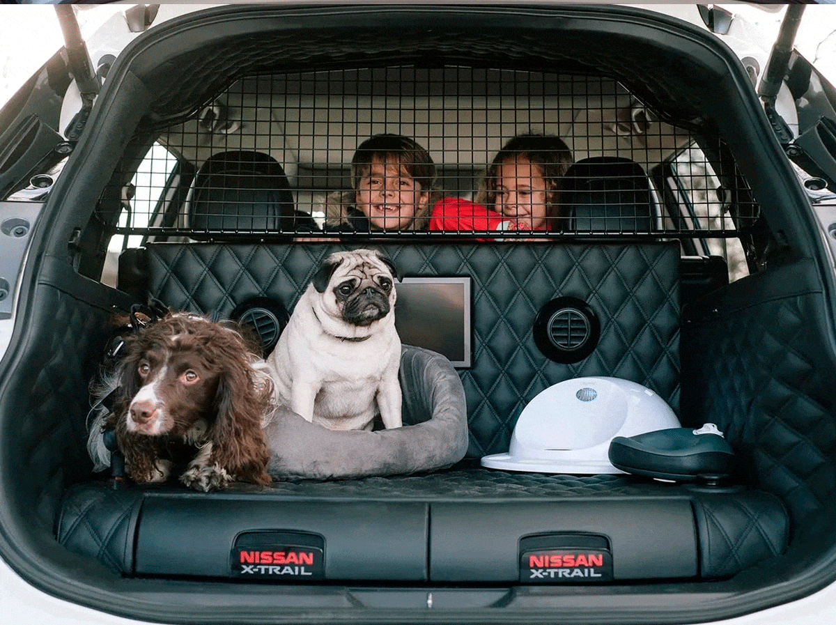 cómo deben viajar los perros en el auto