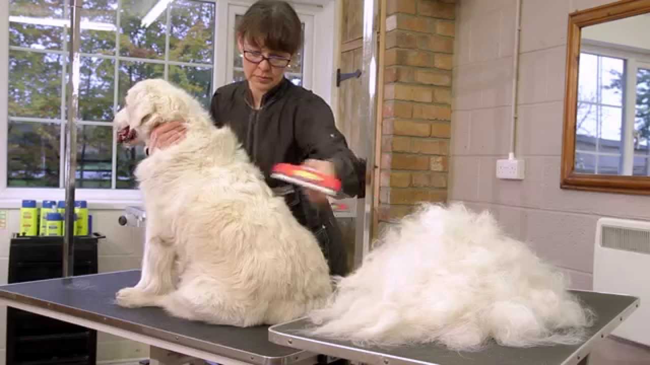 Como desenredarle el pelo a un perro