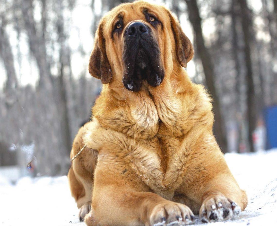 Cuáles son las razas de perros más grandes