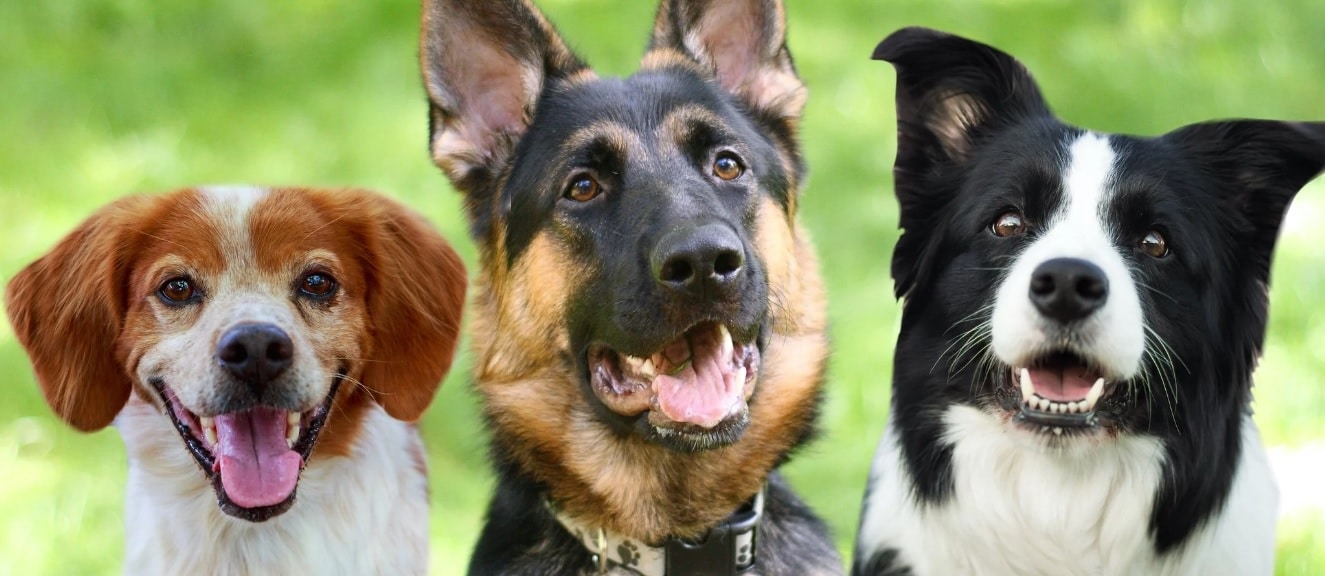 Cuáles son las razas de perros más populares