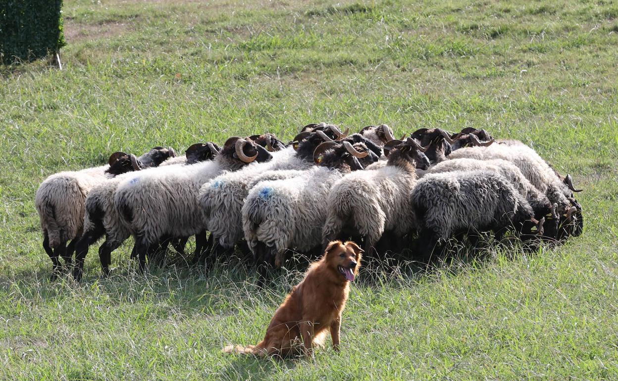 Las mejores razas de perros pastores