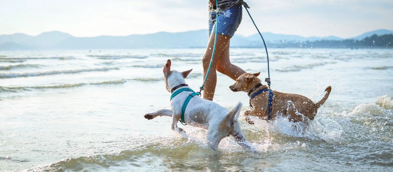 Mejores ejercicios para perros con artrosis