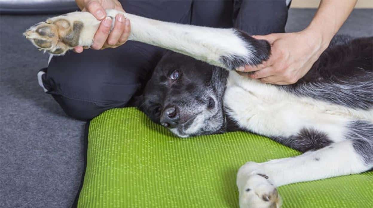 Qué es la fisioterapia para perros