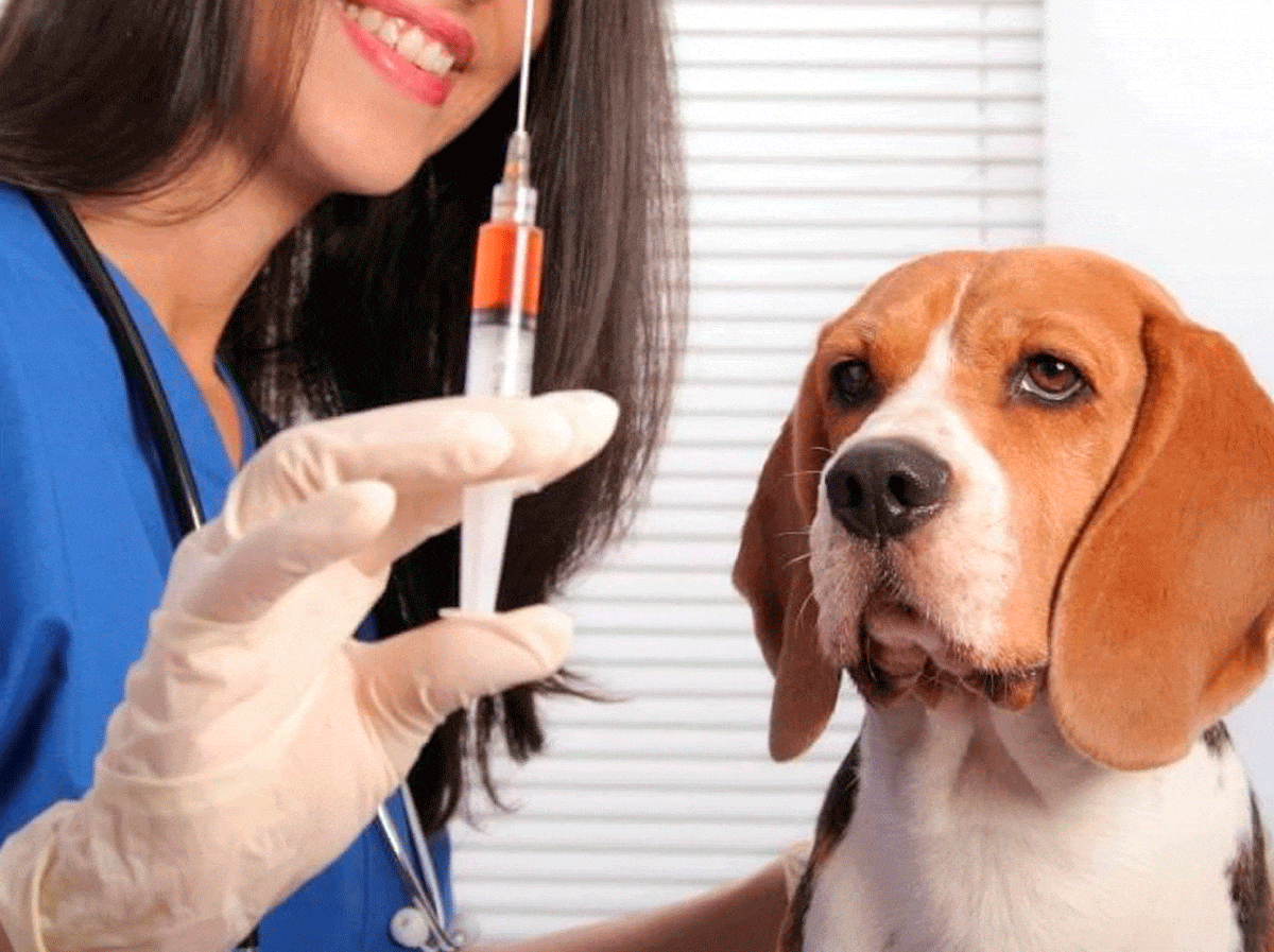 Qué vacunas debe tener un perro 