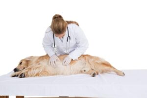 Cómo Se Puede Tratar El Cáncer De Hígado En Perros
