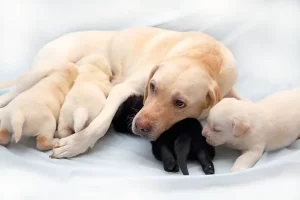 Cómo Se Reproduce El Perro Labrador Retriever