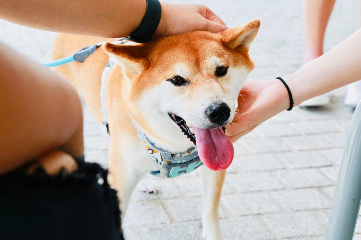 Por Qué El Perro Shiba Inu Es Uno De Los Perros Más Caros
