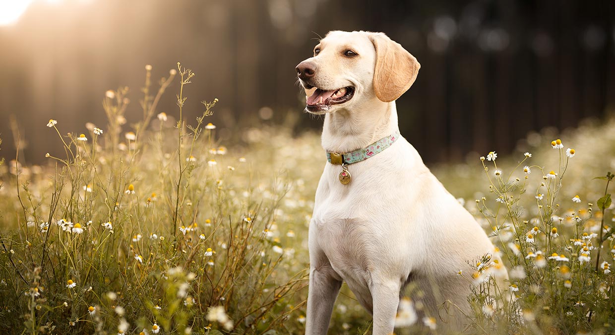 Por Qué Los Perros Labrador Retriever Son Tan Populares