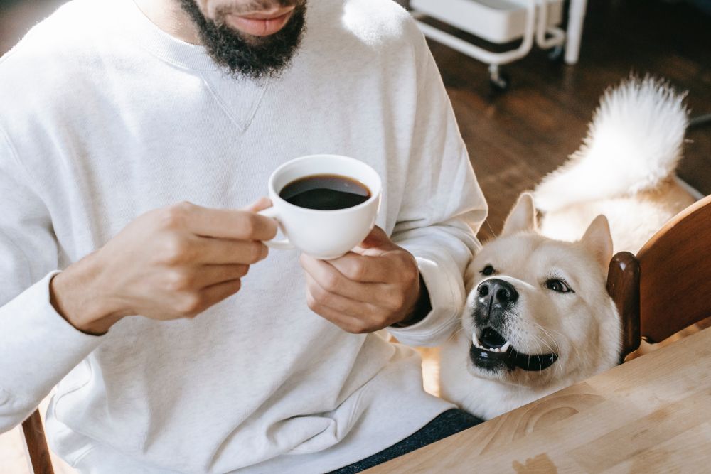 Por Qué No Se Le Debe Dar Café A Los Perros