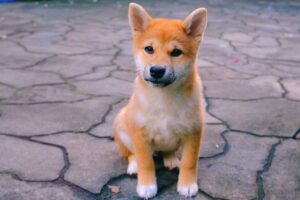 Qué Cosas Debo Considerar Antes De Comprar Un Perro Shiba Inu