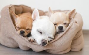 Qué Cuidados Especiales Necesita Un Perro Chihuahua