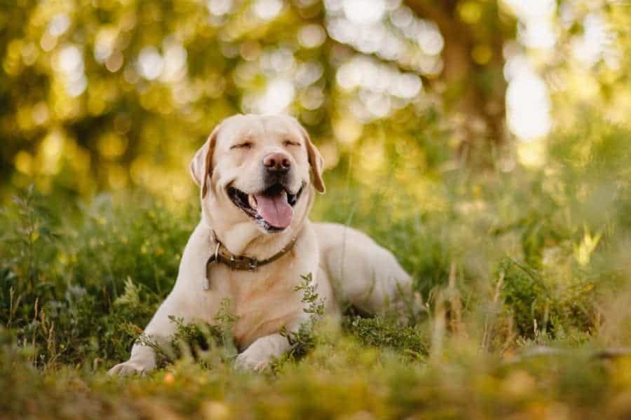 Qué Enfermedades Pueden Afectar A Los Perros Labrador Retriever