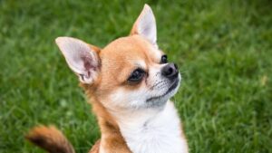 Qué Enfermedades Pueden Afectar A Un Perro Chihuahua