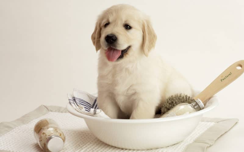Qué Enfermedades Pueden Prevenirse Con Una Buena Higiene Del Perro