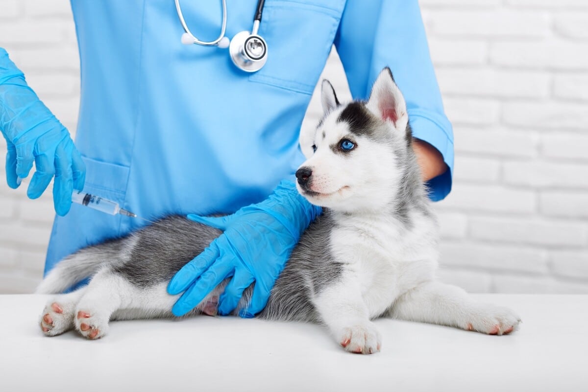 Qué Enfermedades Puedo Prevenir Vacunando A Mi Perro