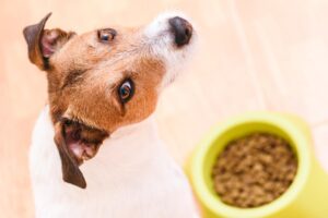 Qué Hago Si Noto Que Mi Perro Está Comiendo Más De Lo Normal
