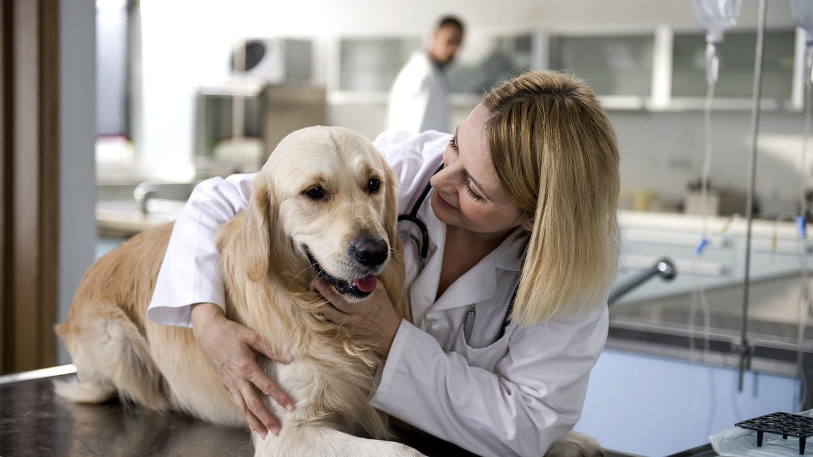 Qué Perros Son Más Propensos A Enfermedades De Las Articulaciones
