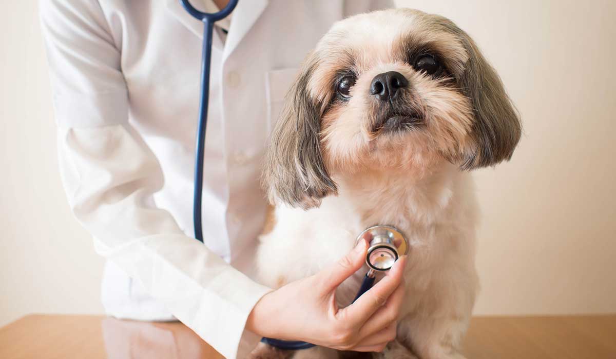 Qué Perros Son Más Propensos A Enfermedades Del Corazón