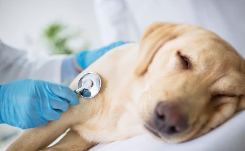 Qué Perros Son Más Propensos A Enfermedades Del Hígado