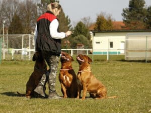 Qué Tipos De Servicios Ofrecen Los Instructores De Adiestramiento Canino