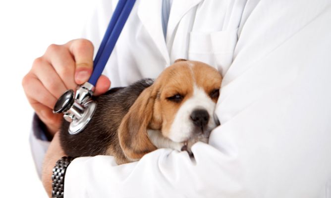 Qué Tratamiento Hay Para El Parvovirus En Los Perros Beagle