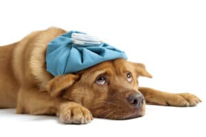 Qué Tratamientos Están Disponibles Para Las Diferentes Enfermedades Que Pueden Afectar A Los Perros