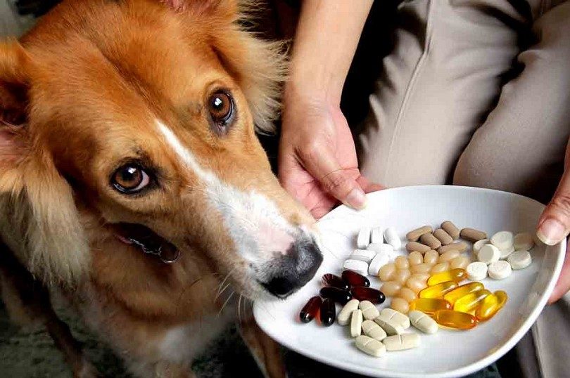 Se Pueden Dar A Los Perros Vitaminas Y Suplementos Para Mejorar Su Salud