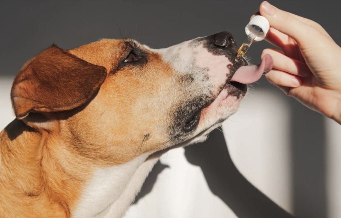Se Pueden Usar Remedios Caseros Para Aliviar El Dolor O La Incomodidad De Un Perro