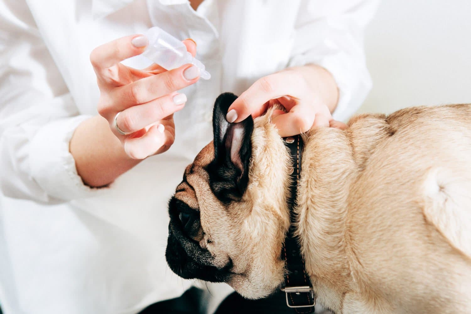 Por Qué Es Importante Limpiar Los Oídos Del Perro