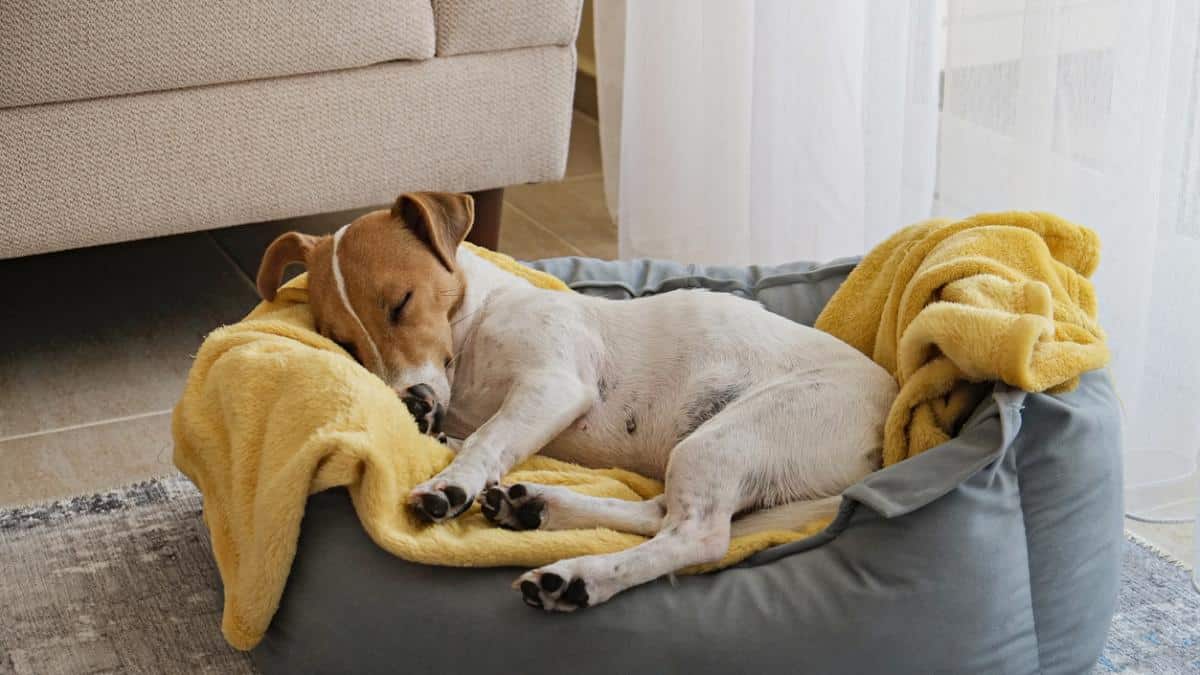 Por Qué Es Importante Que Duerma Mi Perro En Un Lugar Limpio Y Seco
