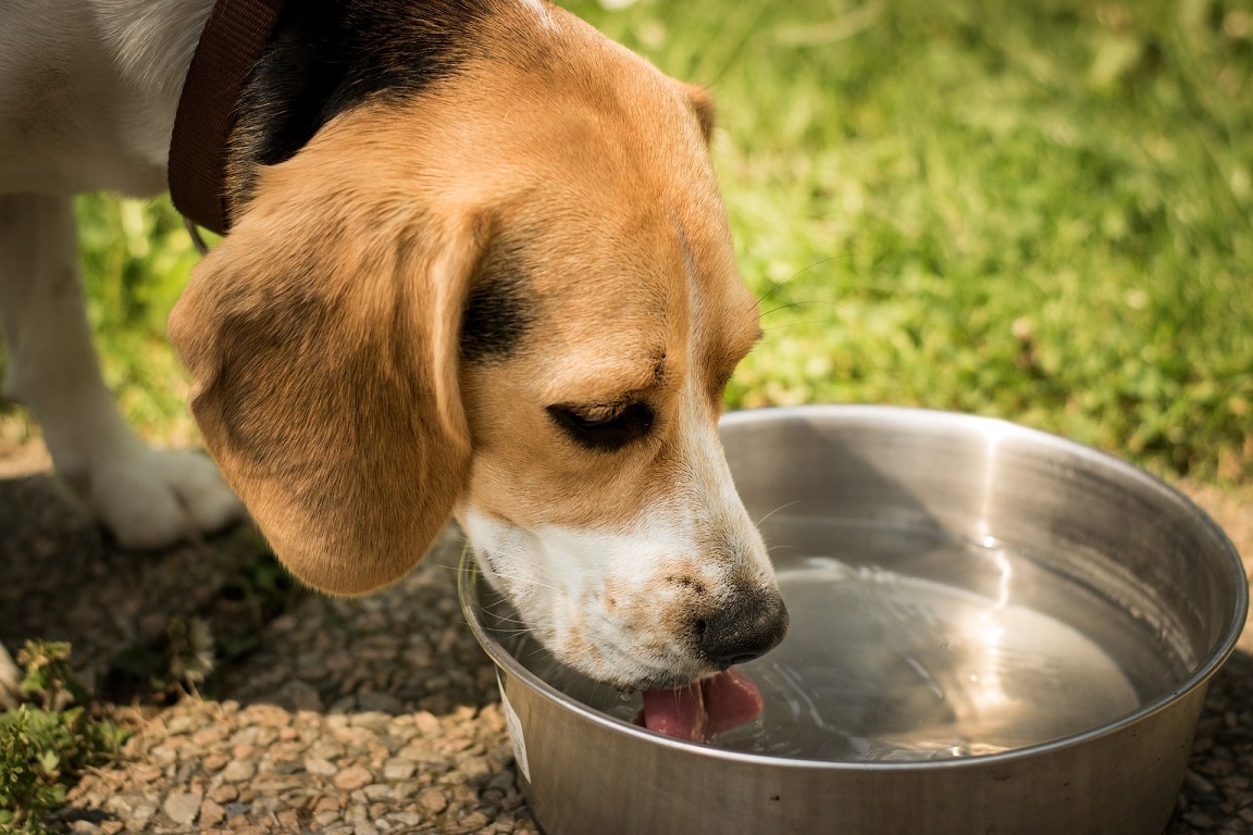 Por Qué Es Importante Que Mi Perro Beba Mucha Agua