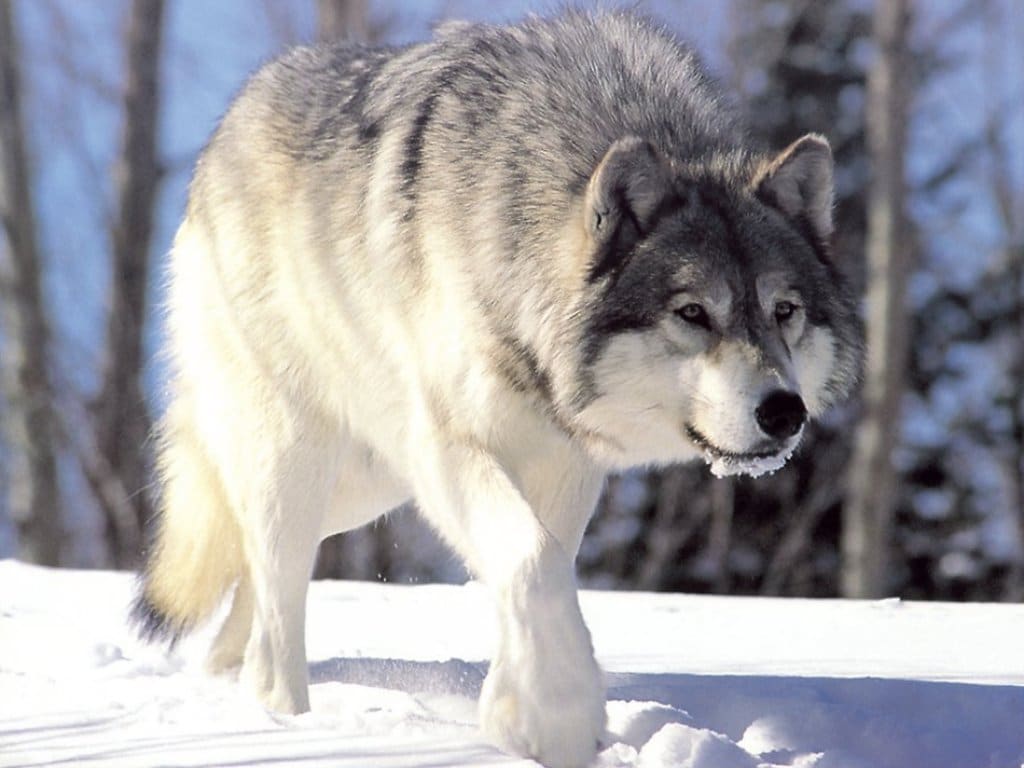 Por Qué Los Perros Tienen Miedo A Los Lobos