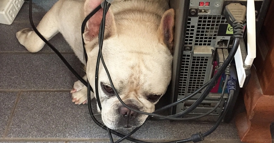 Por Qué Mi Bulldog Está Comiendo Cables
