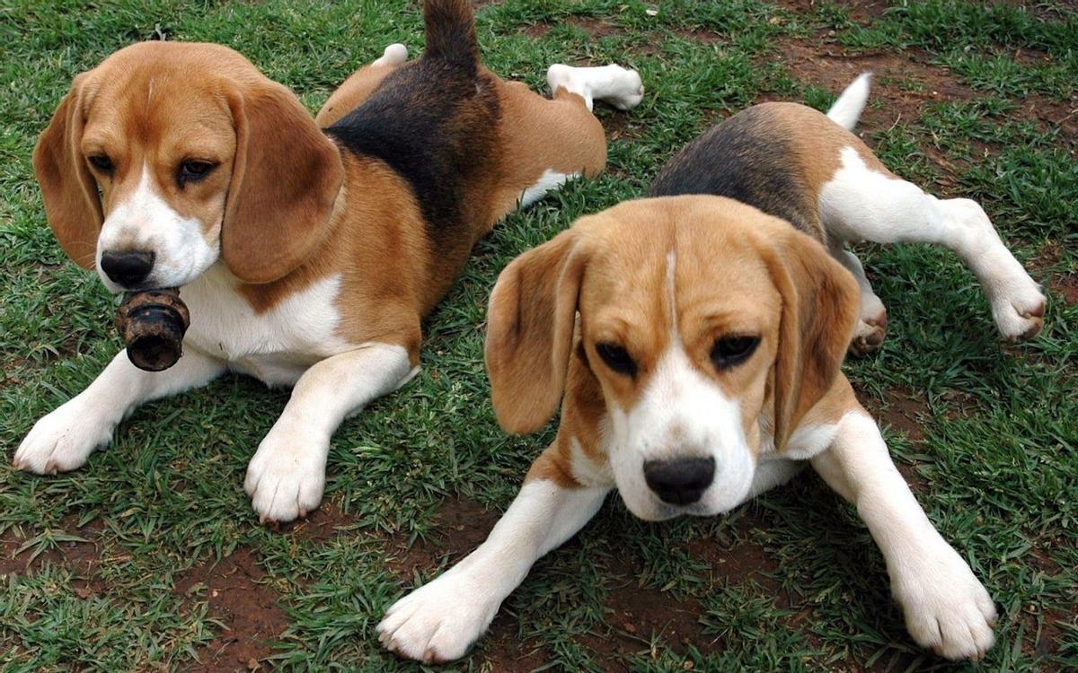 Por Qué Mi Perro Beagle Está Comiendo Tierra