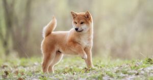 ¿Qué Enfermedades Son Comunes En Los Perros Shiba Inu