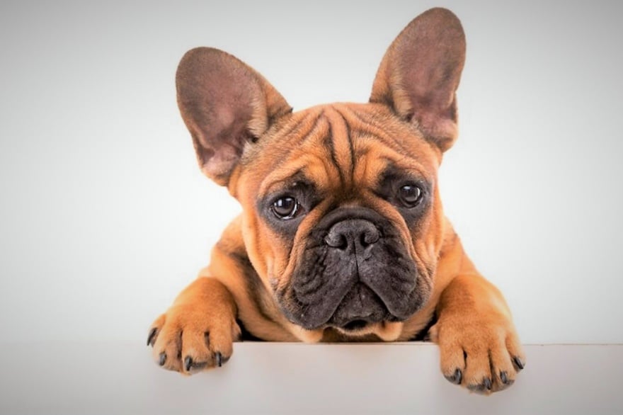 Qué Enfermedades Puede Tener Un Perro Bulldog Francés