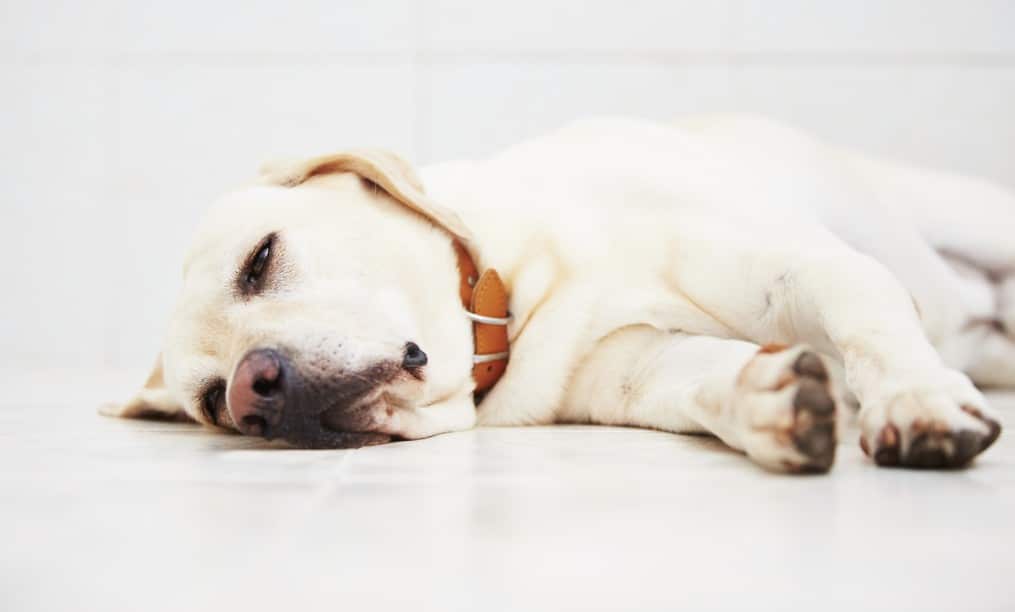 Qué Factores Pueden Causar Cansancio En Los Perros