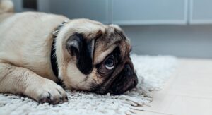 Qué Factores Pueden Causar Estrés En Los Perros