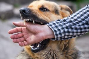 Qué Se Debe Hacer Si Un Perro Ataca A Una Persona