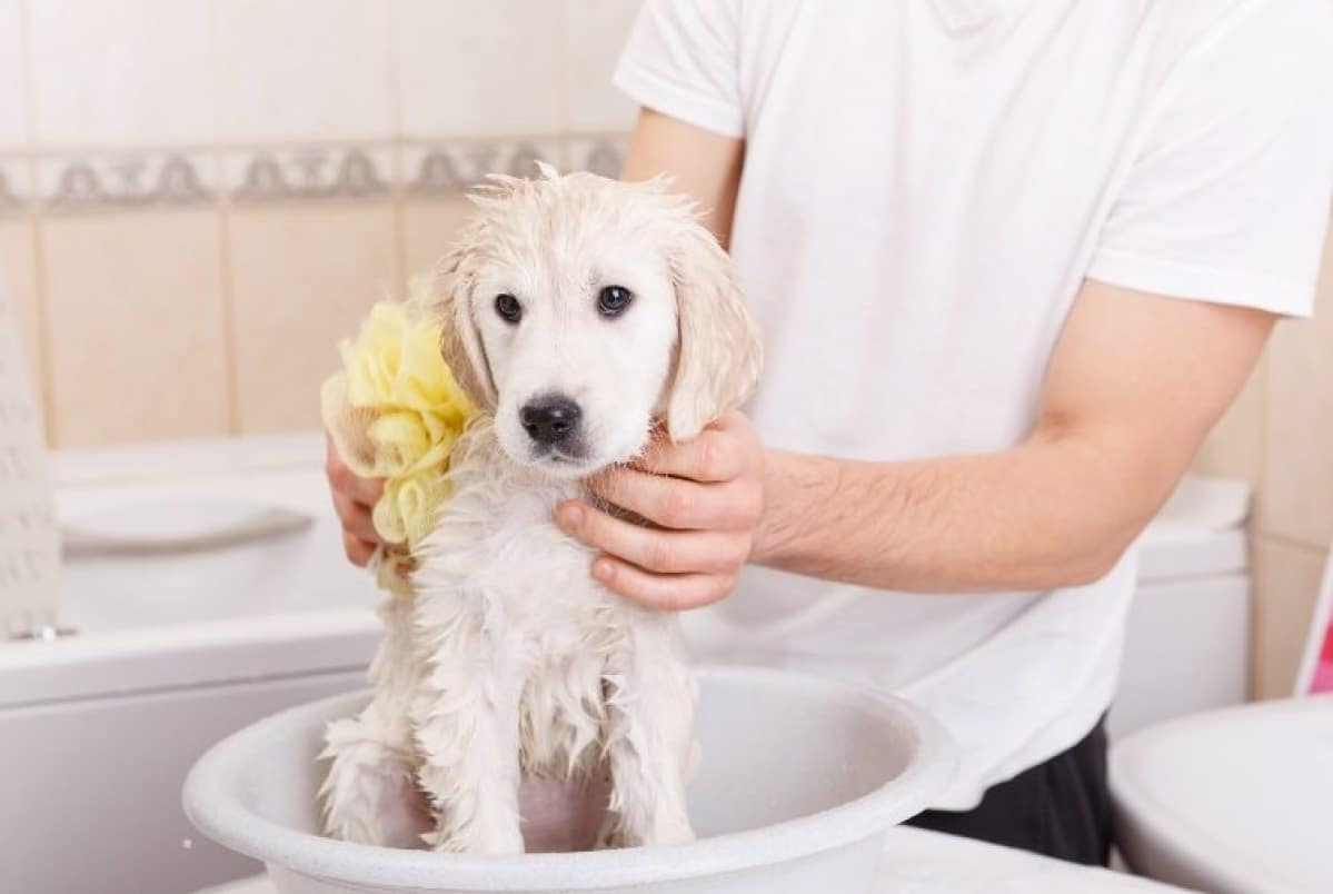 Por Qué Es Importante Bañar A Mi Perro
