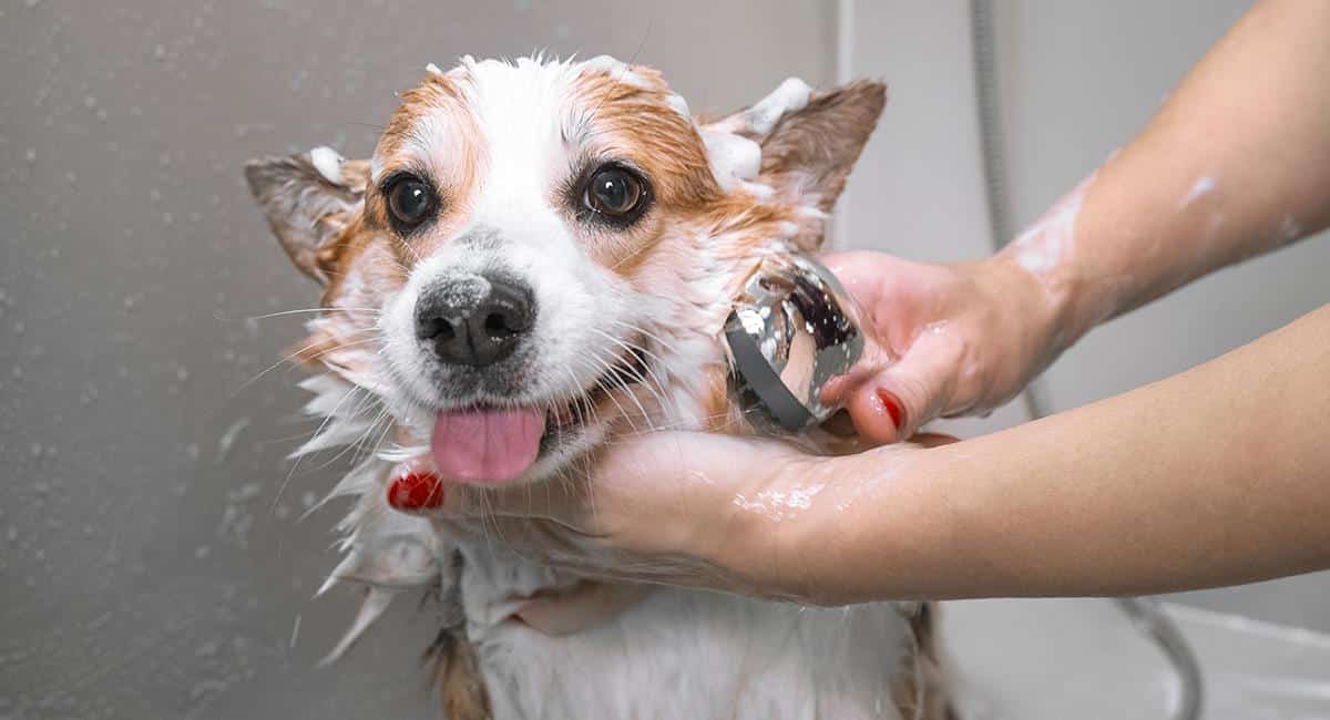 Por Qué Los Perros Se Bañan