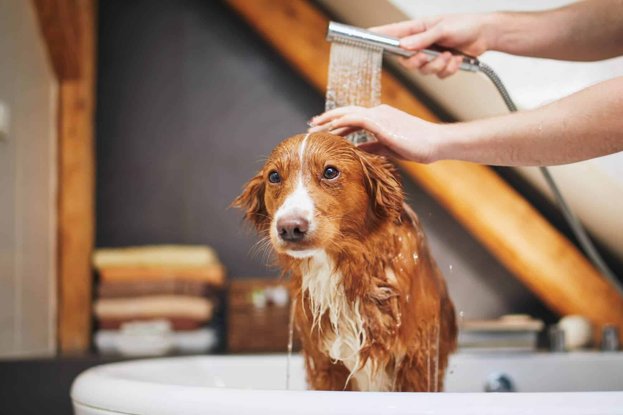 ¿Cómo Se Puede Bañar A Un Perro?: Guía Para Asear A Una Mascota