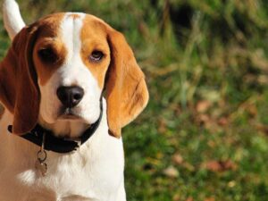 ¿Cómo Se Puede Calmar A Un Perro Beagle?: ¿Cómo Controlarlo?